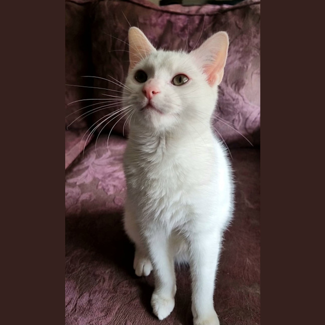 Photo of Pokey 