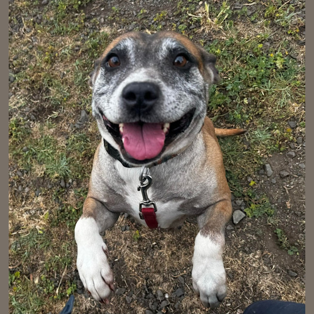 Photo of Dot (64541)