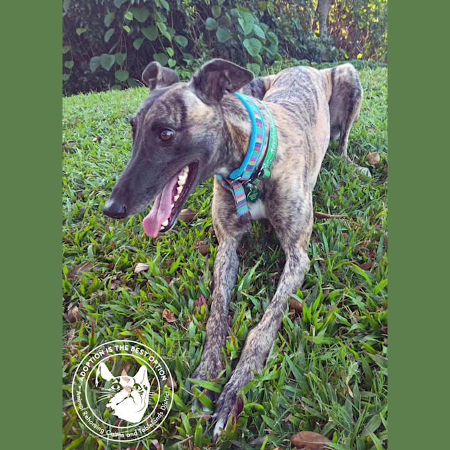 Photo of Meg (Little Meg)