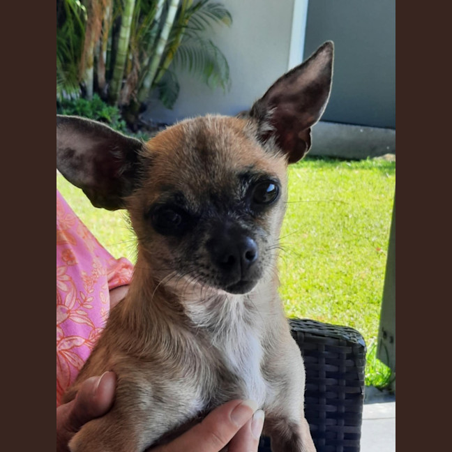 Photo of Pixie   3 Year Old Chihuahua