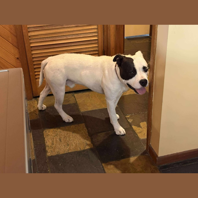 Photo of Patch
