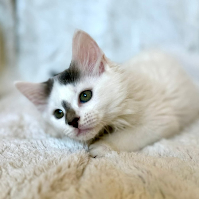 Photo of Emma (Baby Spice)   In Foster In Templestowe