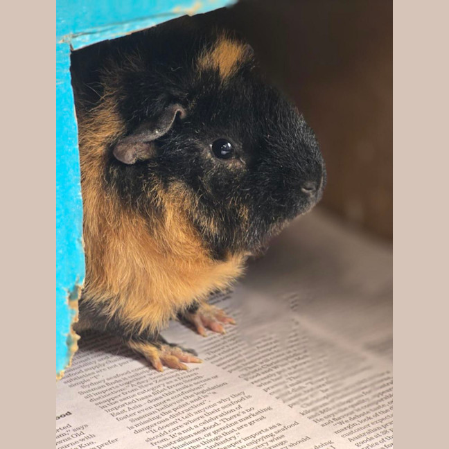Photo of 🐽 Milo 7580 🐽