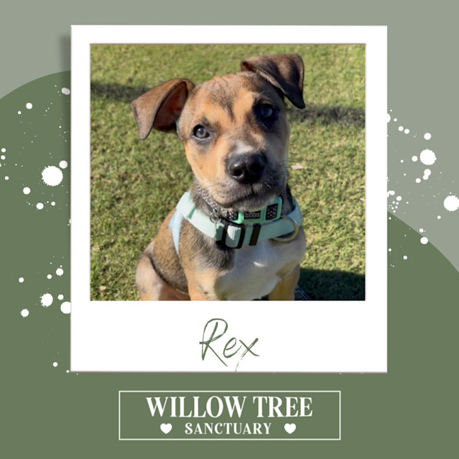Photo of Rex