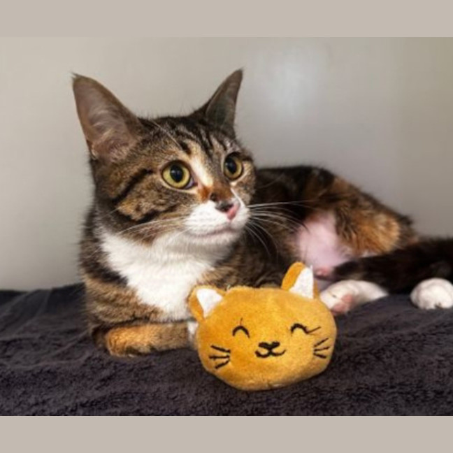 Photo of Plum