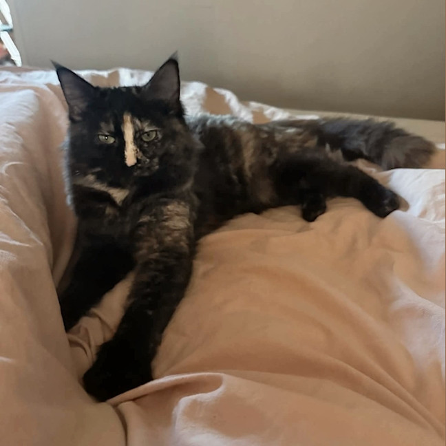 Photo of Stella
