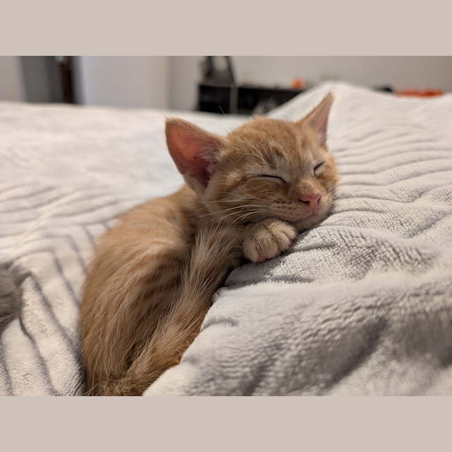 Photo of Bagel