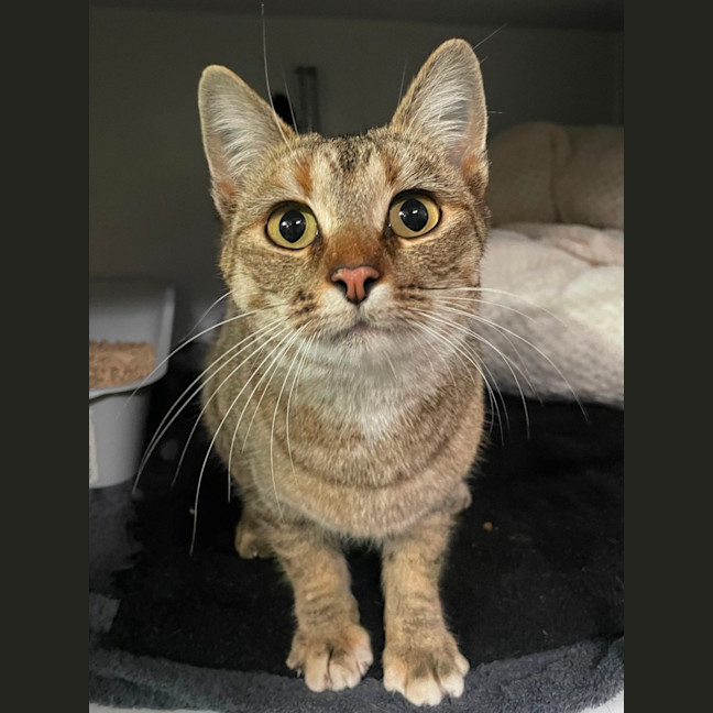 Photo of Sundae