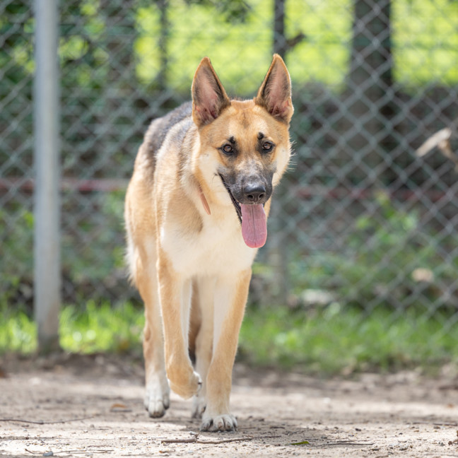 Photo of Lupa (Previously Kailani)