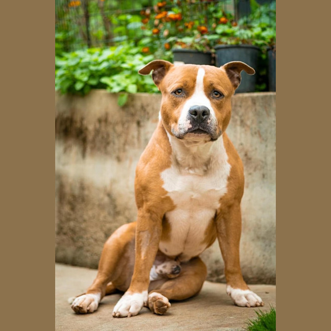 Photo of Bosco 