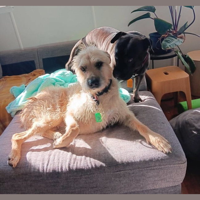 Photo of Molly And Romeo