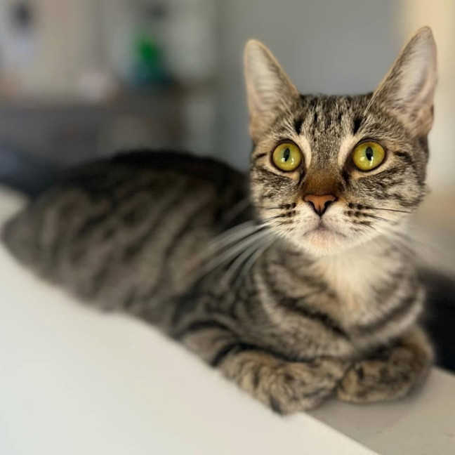 Photo of 11753   Soup