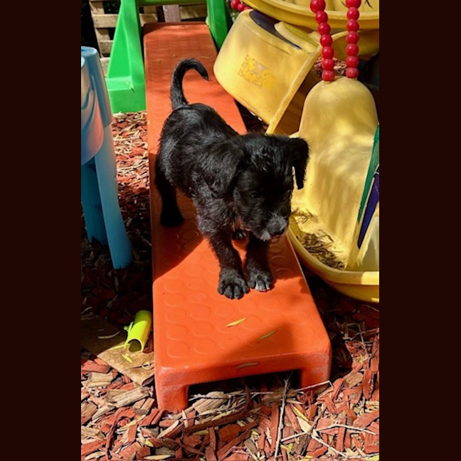 Photo of Alfie   9 Week Old Cattle X Poodle (Trial)