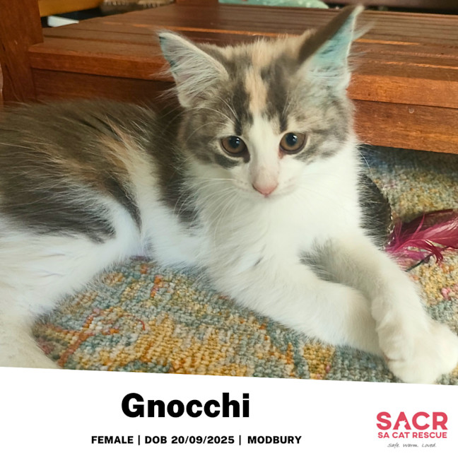 Photo of Gnocchi