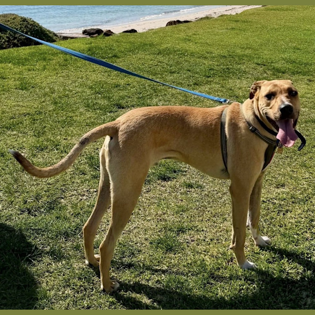 Photo of Timmy   11 Month Old Mastiff X