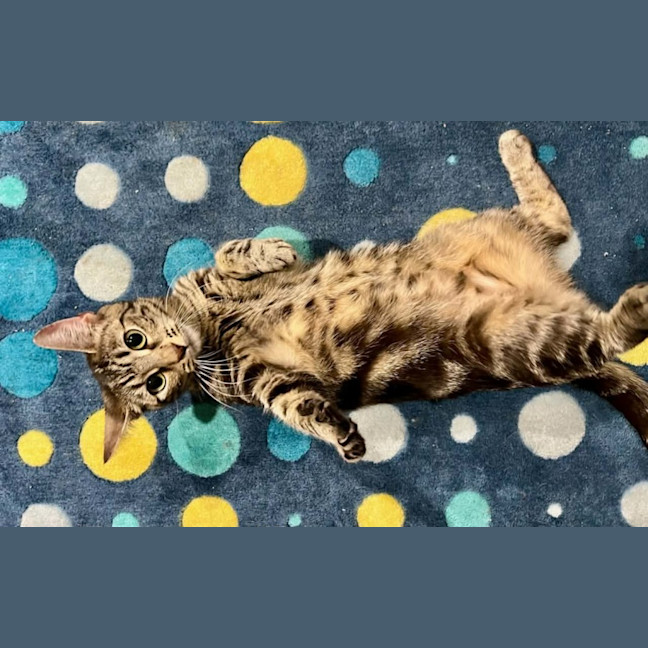 Photo of Sunday *9 Lives Project Rescue*