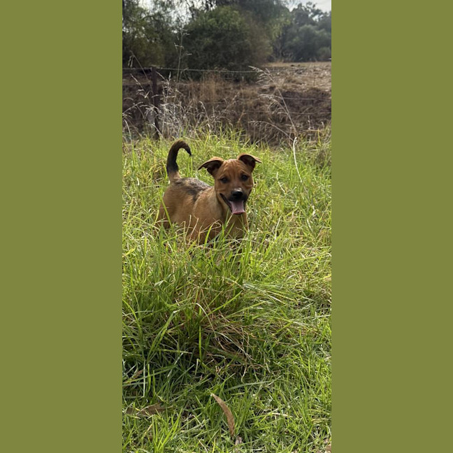 Photo of Jazz (Formerly Aza)