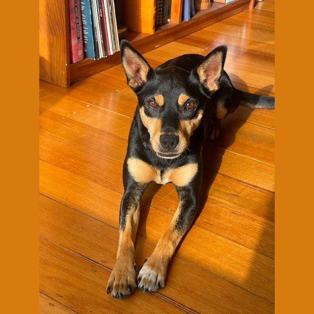 Photo of Ollie