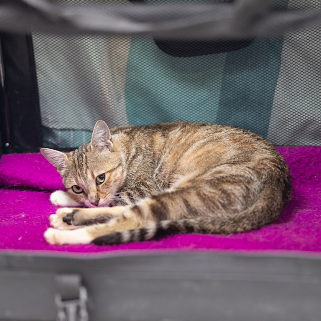 Photo of Mumma Muffin