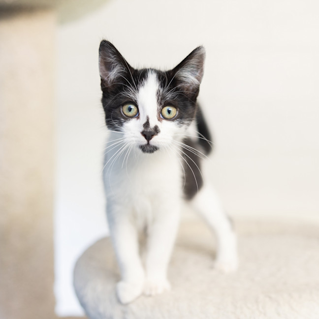 Photo of Maverick