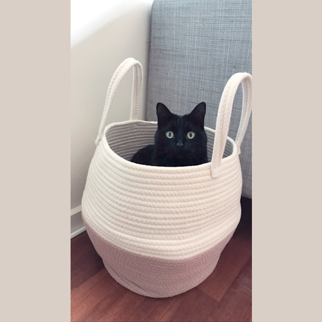 Photo of Nuzzlington