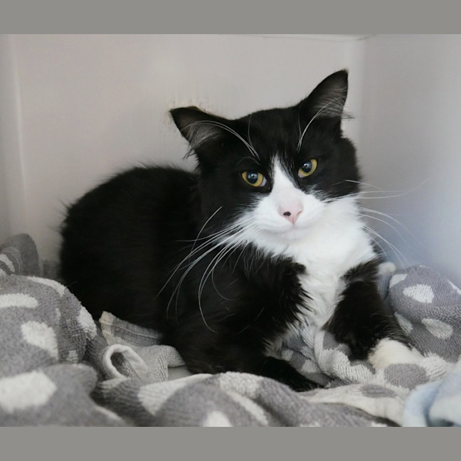 Photo of Henry Sta013381