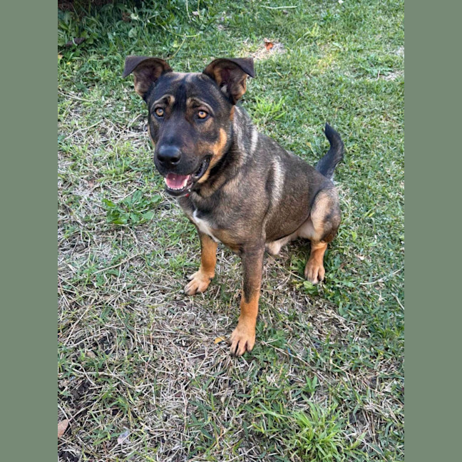 Photo of Jambo