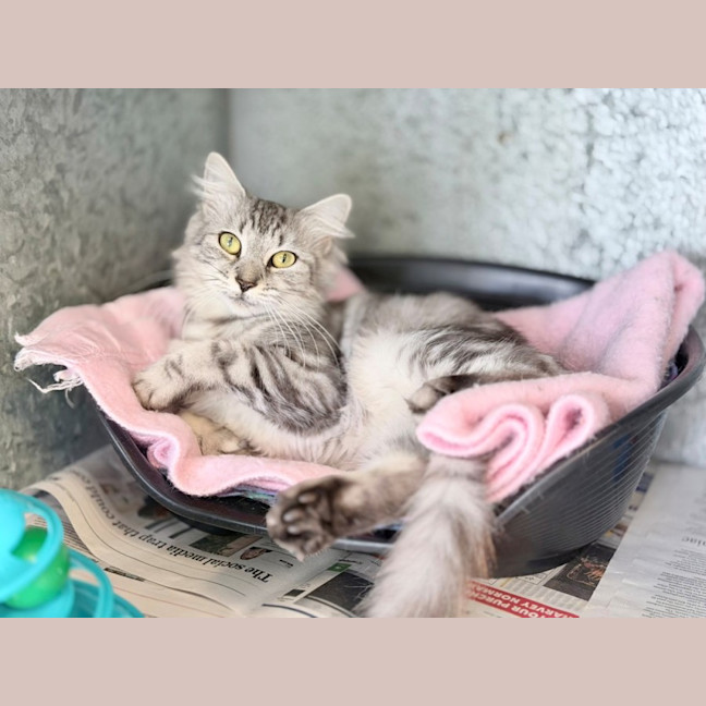 Photo of Kiwi