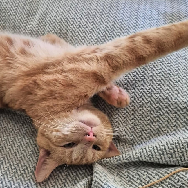 Photo of Alfie