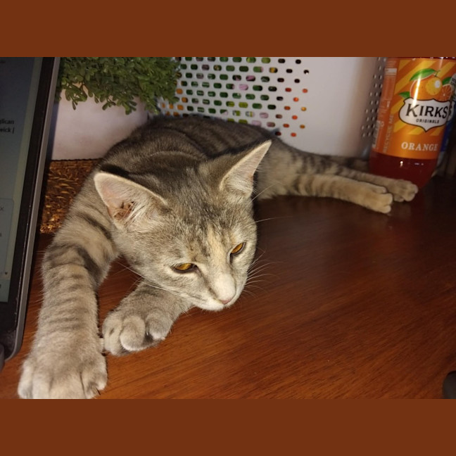 Photo of Gamma