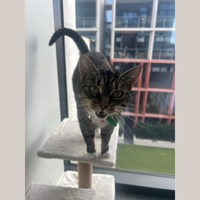 Photo of Nova