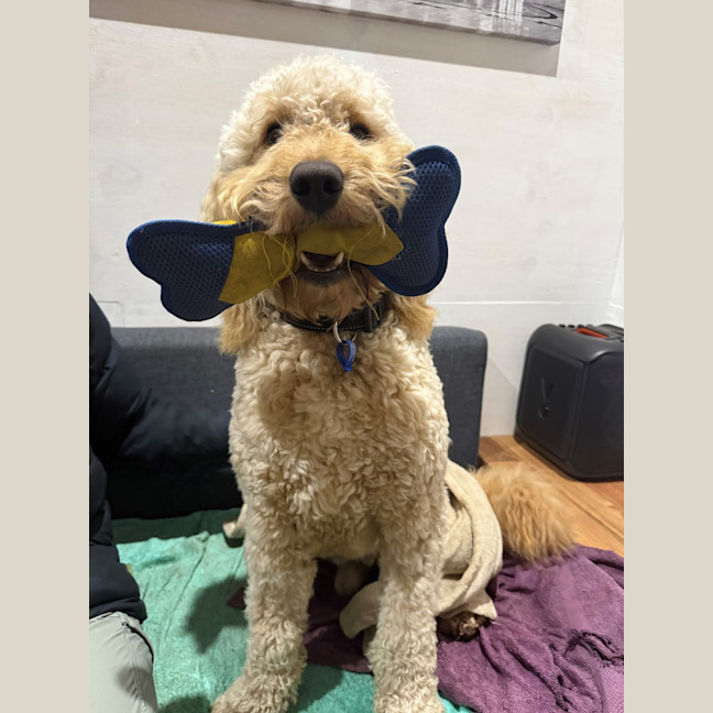 Photo of Chewy Clausen 