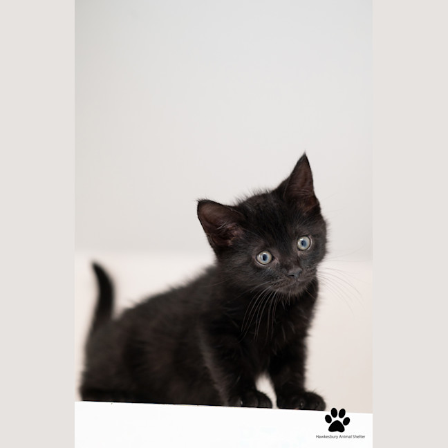 Photo of Toffee