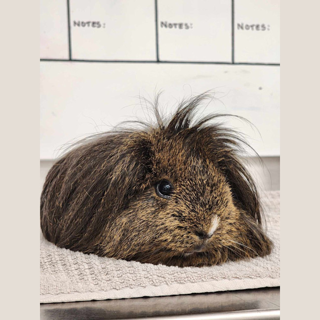 Photo of 🧉 Cola 6177 🧉