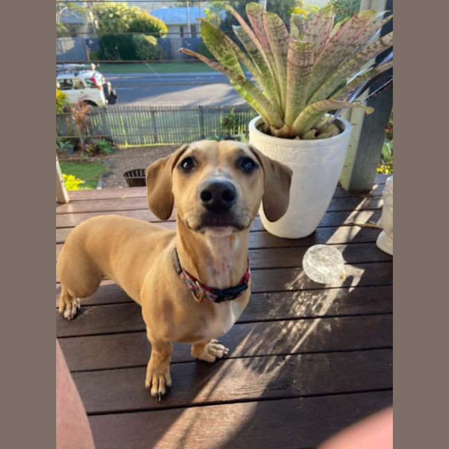 Photo of Daisy