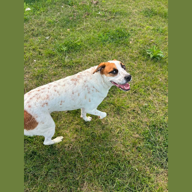 Photo of Peppa *$350 Adoption Fee* 