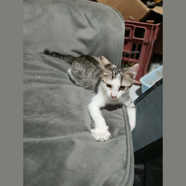 Photo of Madelena *9 Lives Project Rescue*