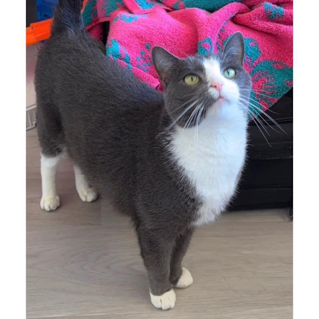 Photo of 9362   Gogi