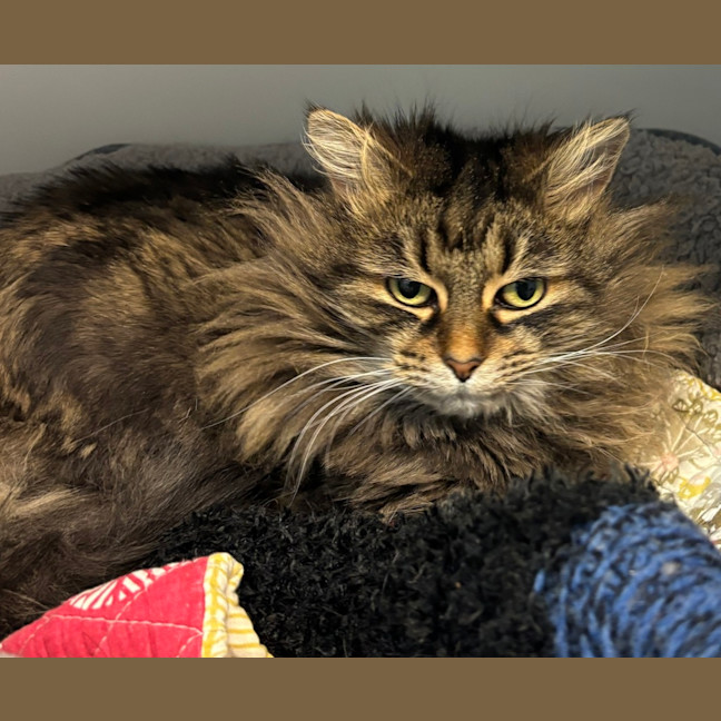 Photo of Lyria