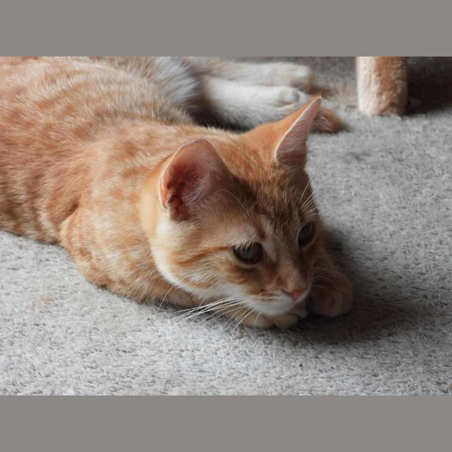 Photo of Gin Gin   Cat Friendly, Adorable And Playful