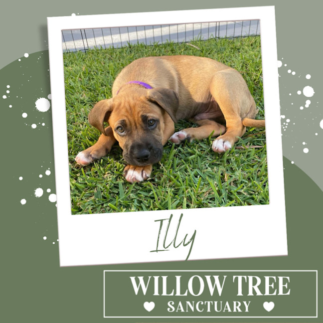 Photo of Illy