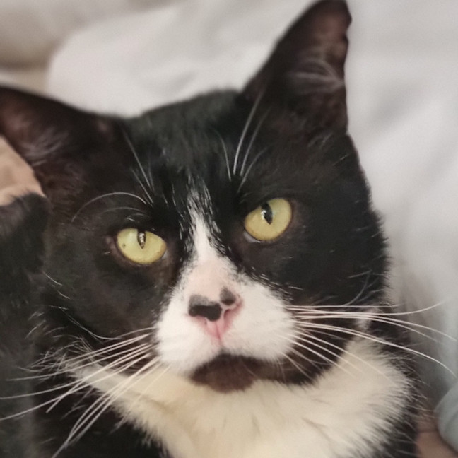 Photo of Sox