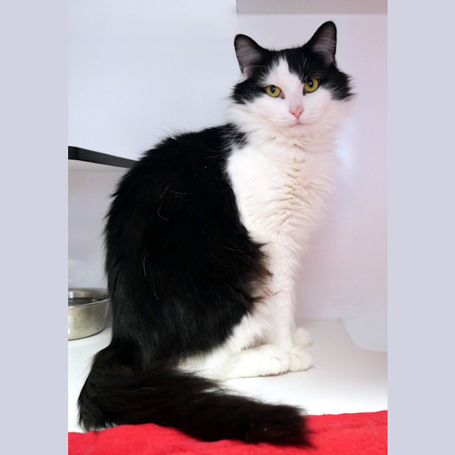 Photo of Scarlet Sta014090