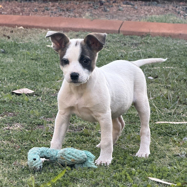 Photo of Rosie