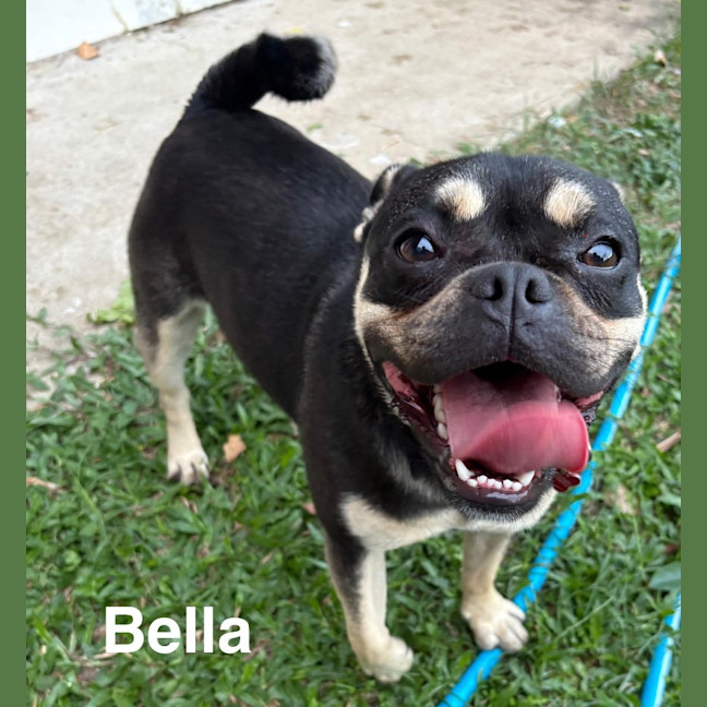 Photo of Bella