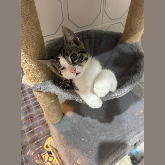 Photo of Chickpea🐥