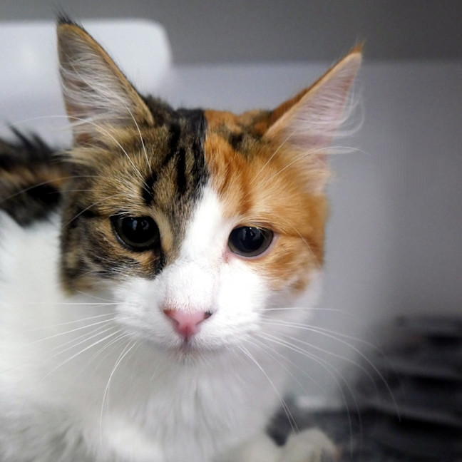 Photo of Ginger Stk014745