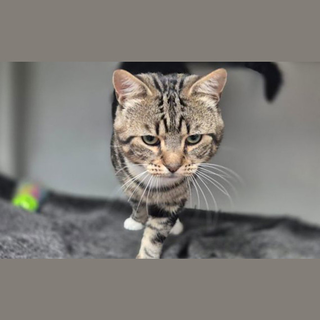 Photo of Dimitri