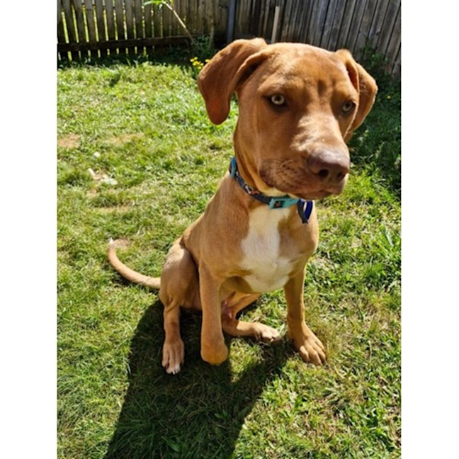 Photo of Gunner *$350 Adoption Fee*