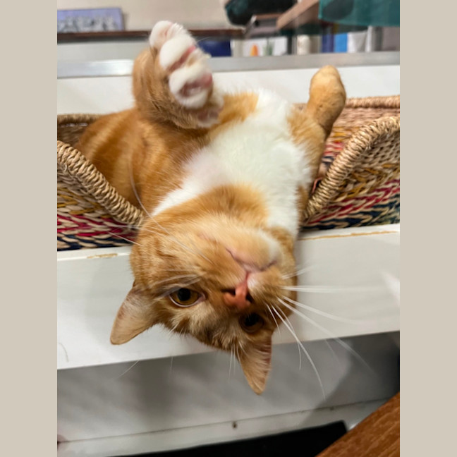 Photo of Dorito